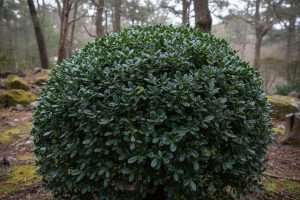Pittosporum tenuifolium Kohuhu : l’arbuste aux mille visages