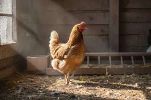 Fibrine poule : la reconnaître, soigner et prévenir ce mal