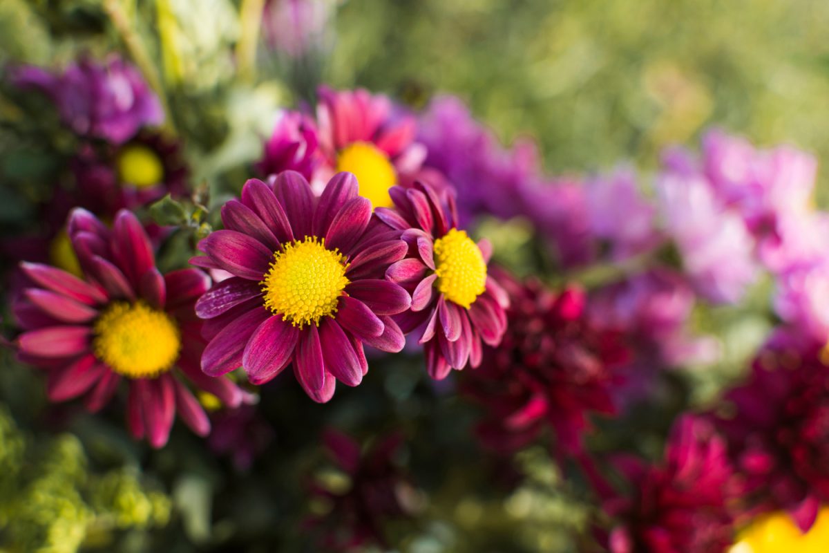 Des fleurs roses dans le jardin lors d'une belle journée d'été