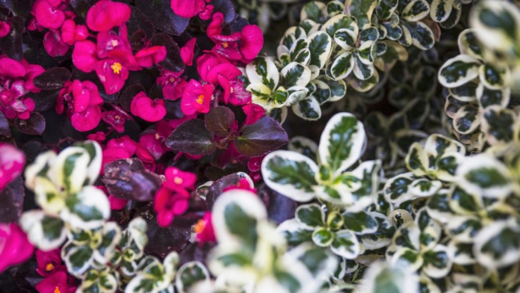 Plantes vivaces : conseils essentiels pour un jardin fleuri toute l’année