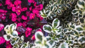 Plantes vivaces : conseils essentiels pour un jardin fleuri toute l’année