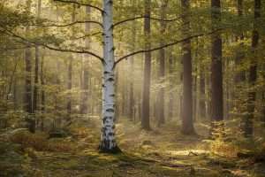 Arbre au tronc blanc : reconnaître et protéger les espèces
