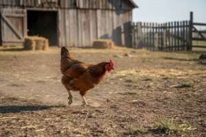 Ma poule boite : comprendre et agir vite